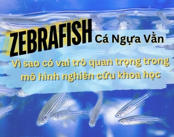 Tại sao cá Ngựa Vằn là mô hình động vật quan trọng trong nghiên cứu khoa học?